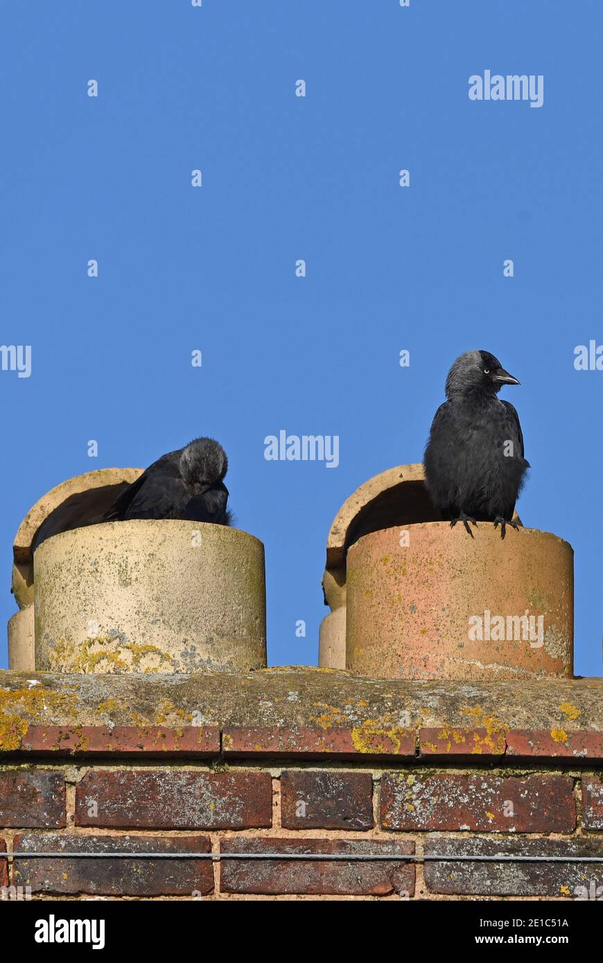 Juvenile Jackdaws (Scientific name Corvus monedula) in nesting in chimney pots in the Cotswolds, England, UK Stock Photo