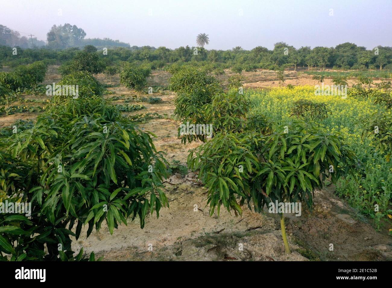 Nowga, Bangladesh - January 01, 2021: The Mango harvesting plant at sapahar in Nowga, Bangladesh. Around 2000 hectares of croplands turn into mango or Stock Photo