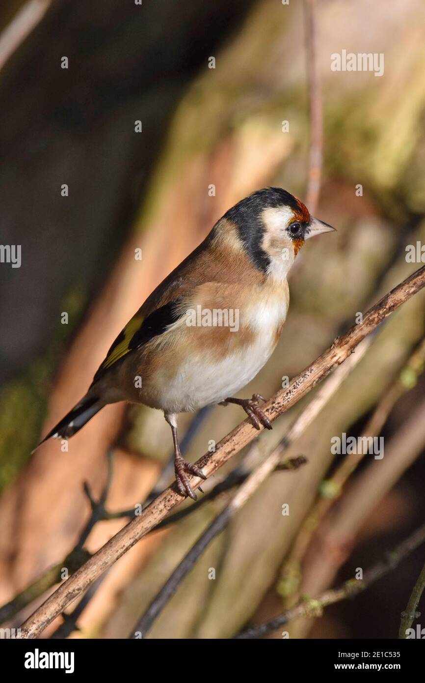 Adult Goldfinch (Scientific name Carduelis carduelis) standing on twig in Cotswold woodland, England, UK Stock Photo