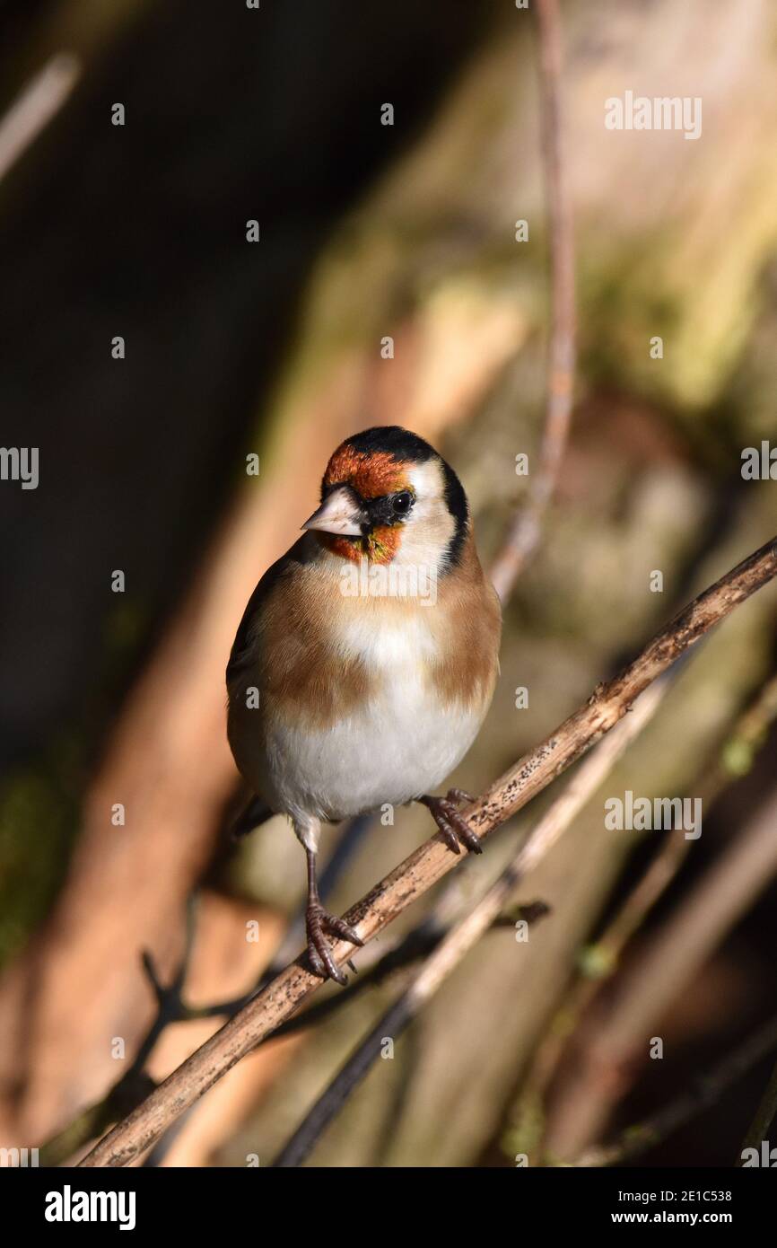 Adult Goldfinch (Scientific name Carduelis carduelis) standing on twig in Cotswold woodland, England, UK Stock Photo