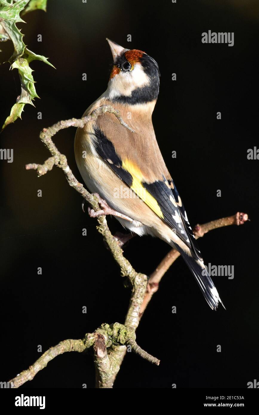 Adult Goldfinch (Scientific name Carduelis carduelis) standing on twig in Cotswold woodland, England, UK Stock Photo