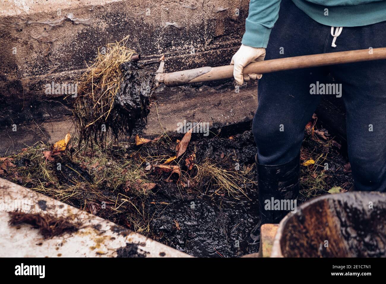village gardener stands in the mud and uses a pitchfork to put manure