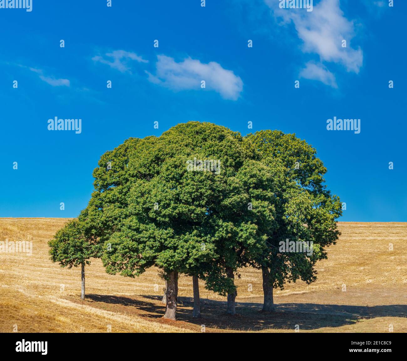 Family tree stands hi-res stock photography and images - Alamy