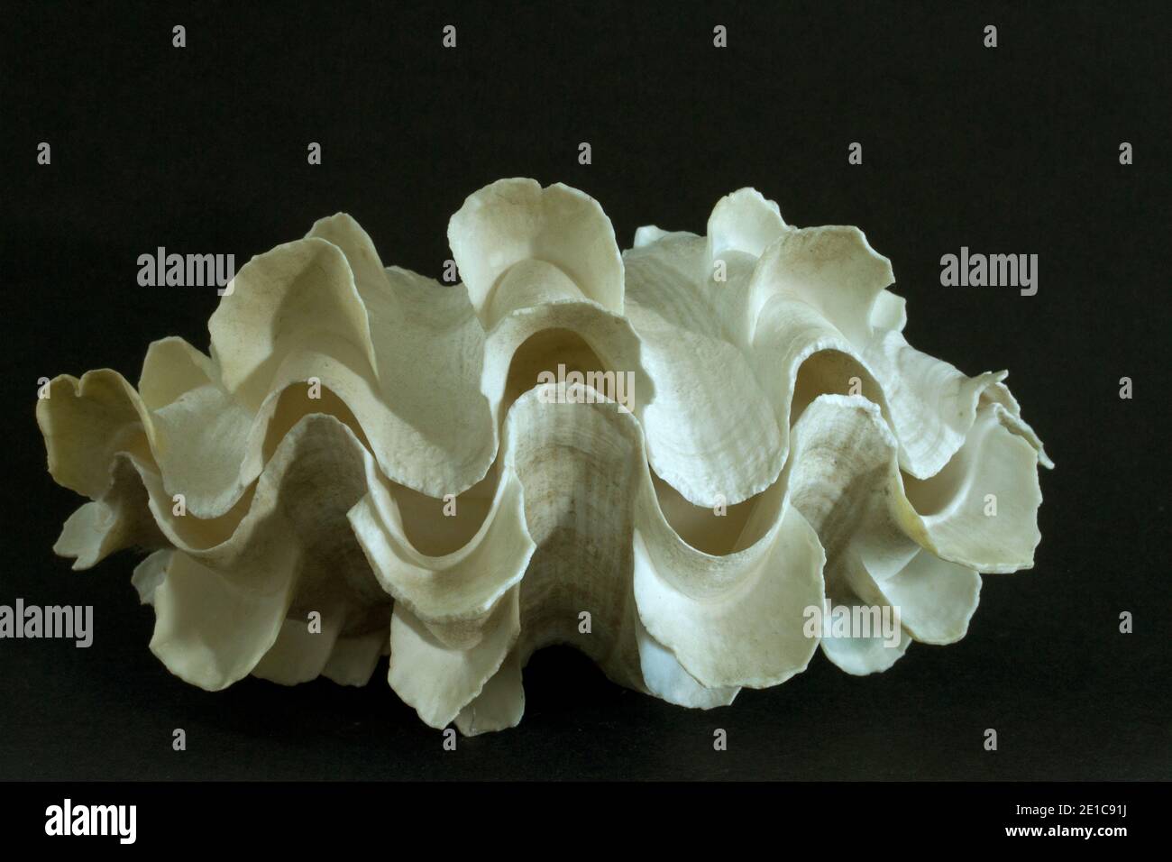 The shell of a Fluted Giant Clam, a tropical species that has a symbiotic relationship with algae living in the animals mantle tissues. Stock Photo