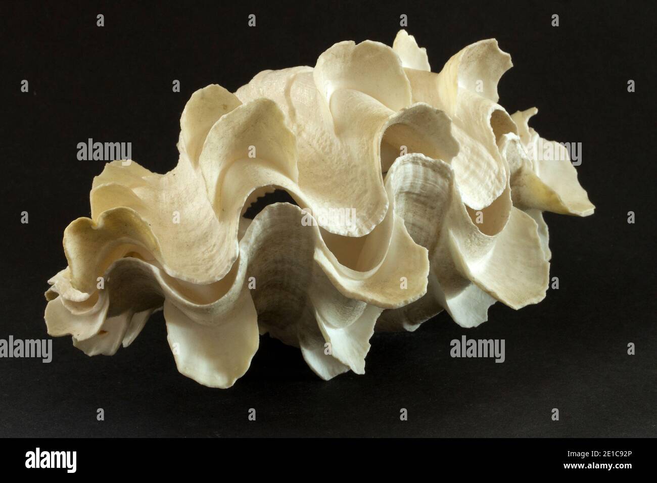 The shell of a Fluted Giant Clam, a tropical species that has a symbiotic relationship with algae living in the animals mantle tissues. Stock Photo