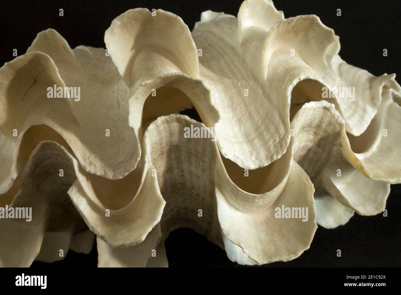 The shell of a Fluted Giant Clam, a tropical species that has a