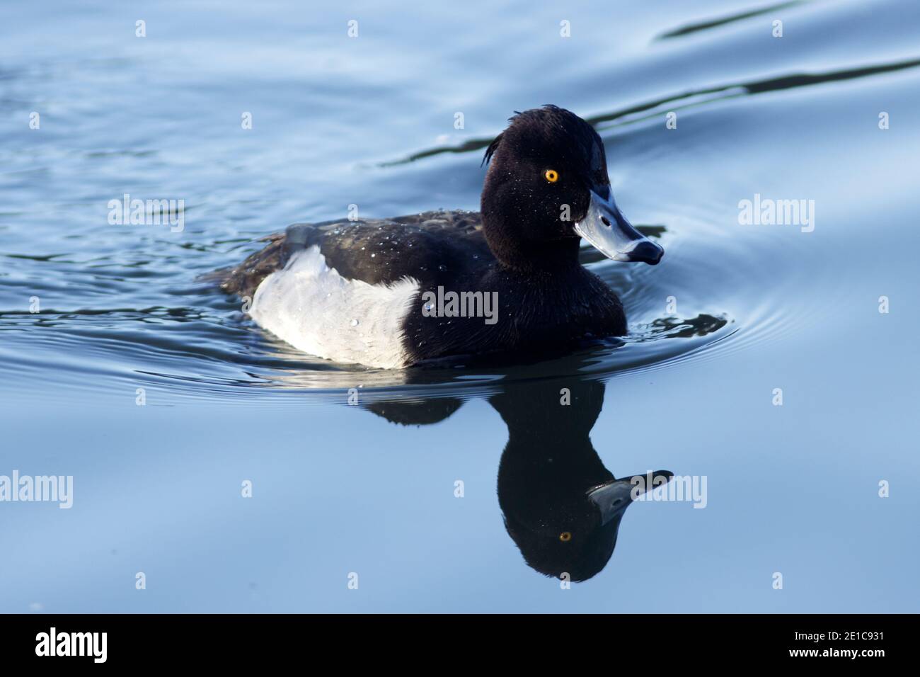 Tufted duck eclipse hires stock photography and images Alamy