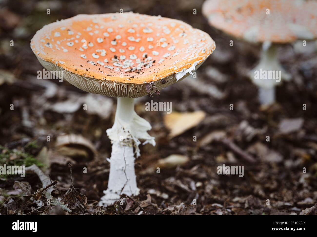 Amanita Muscaria / Fly Agaric ( aka Fly Amanita )  Fly argaric ( Fly Amanita ) mushrooms growing in the ancient Piddington woodland in Oxfordshire. Stock Photo
