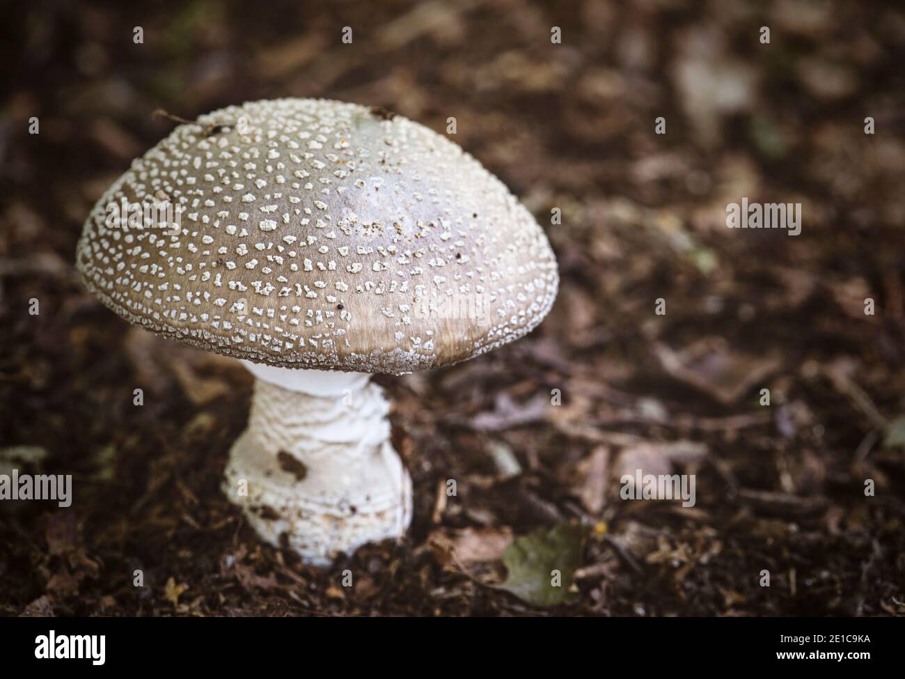 Blusher Amanita /  Amanita Rubescens   Mushroom foraging walk in Foxholes wood nr Moreton-in-the-Marsh. Stock Photo