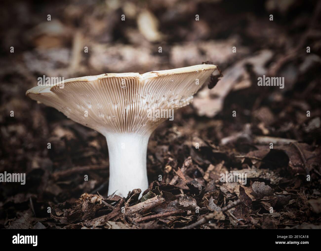 Unidentified gilled mushrooms on foraging walk in Foxholes wood nr Moreton-in-the-Marsh. Stock Photo