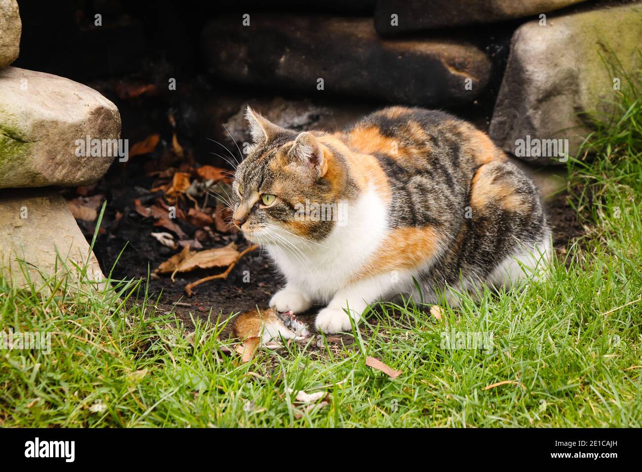Glorious sight from the world's largest domestic predator, and a domestic cat. She has just caught her umpteenth mouse and is enjoying it. Stock Photo
