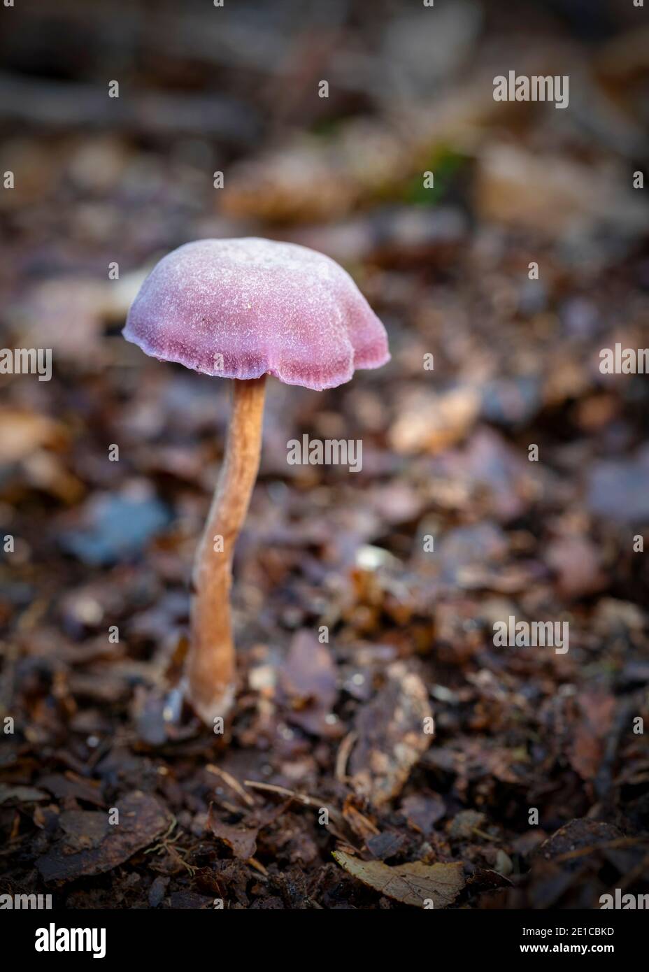 Amethyst Deceiver / Laccaria Amethystina  'Amethyst Deceiver' mushroom growing in the ancient Piddington woodland, Oxfordshire. Stock Photo