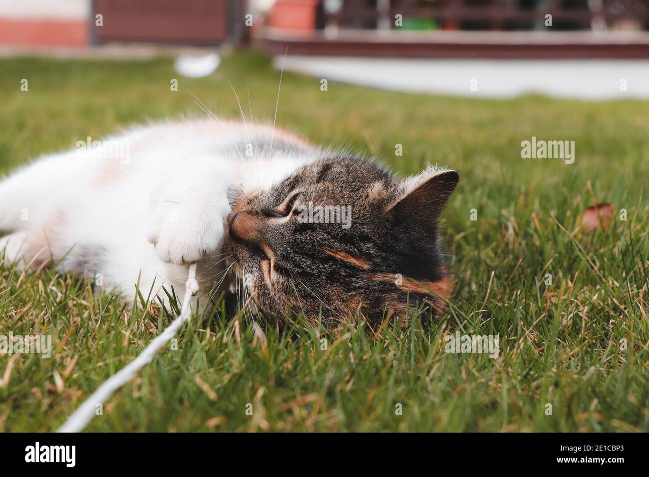 young cat plays with a string like a toy. Feline bites and chews a ...