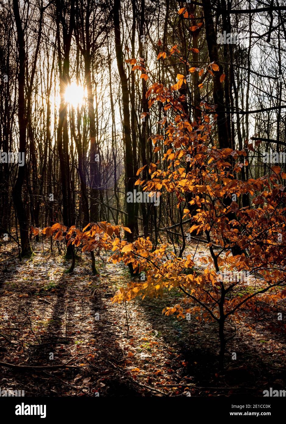 A small autumnal tree backlit by the low winter sunlight illuminating the woodland floor. Blidworth woods Nottingham England UK Stock Photo