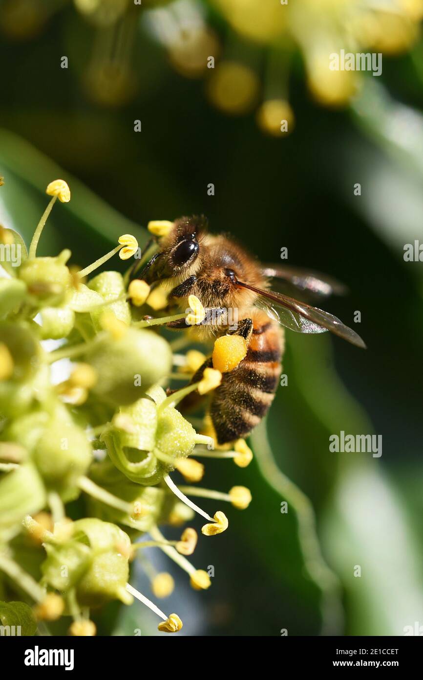 Honey Bee collecting pollen from flowers, England, UK Stock Photo Alamy