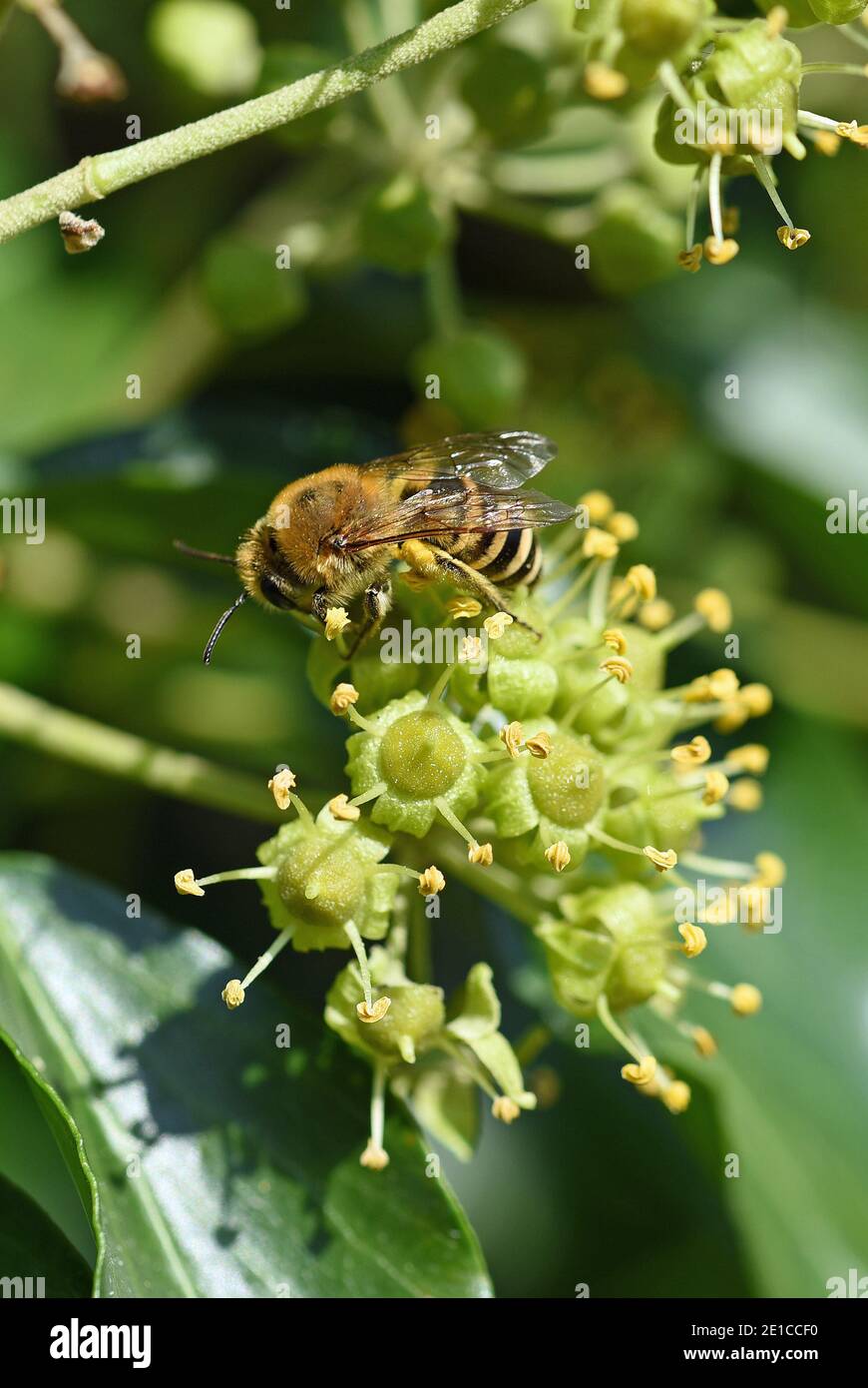 Honey Bee collecting pollen from flowers, England, UK Stock Photo Alamy