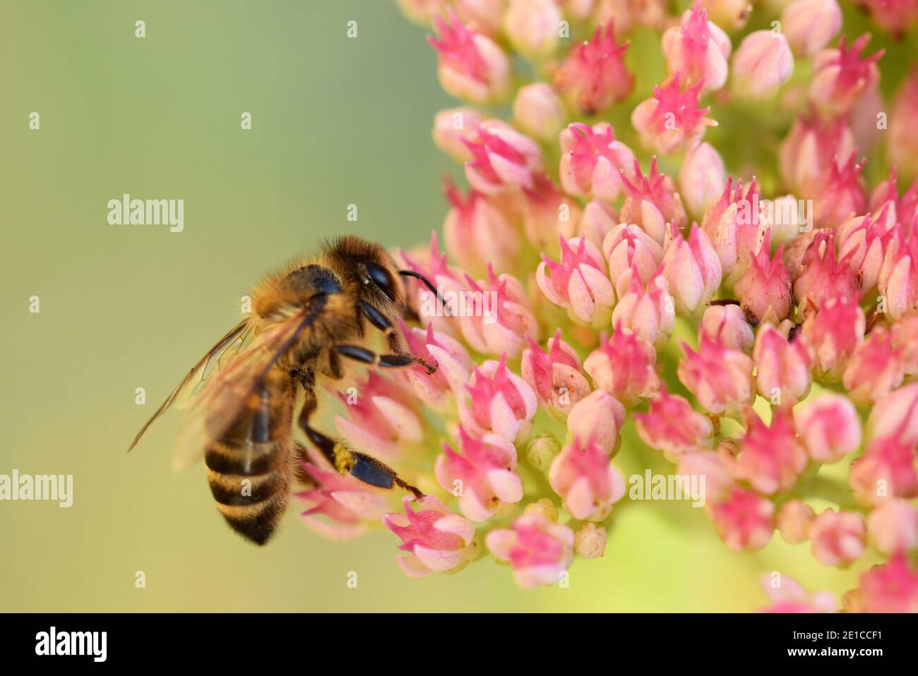 Honey Bee collecting pollen from flowers, England, UK Stock Photo