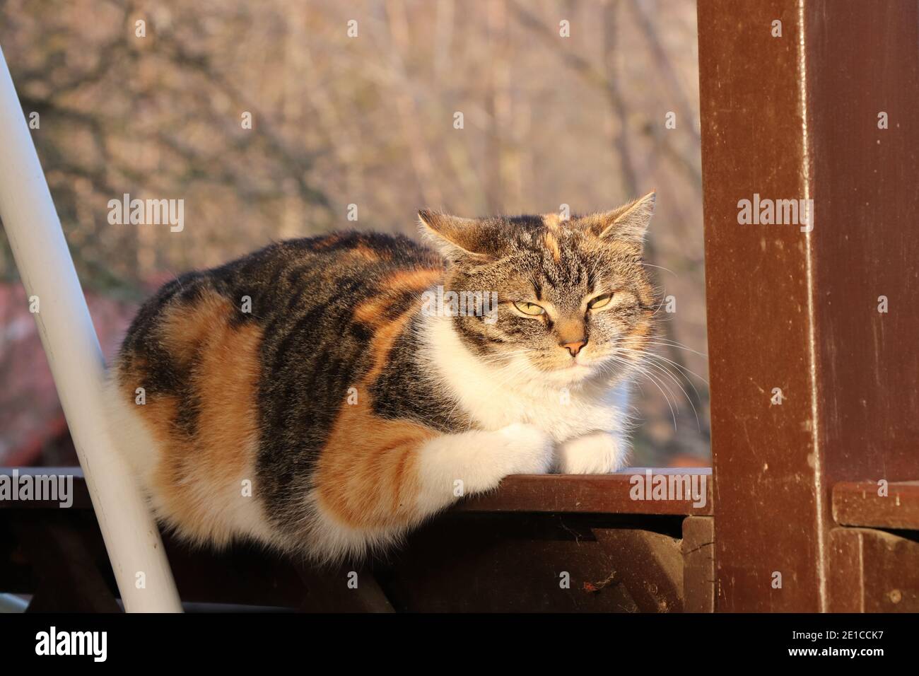 Domestic cat top fur coat