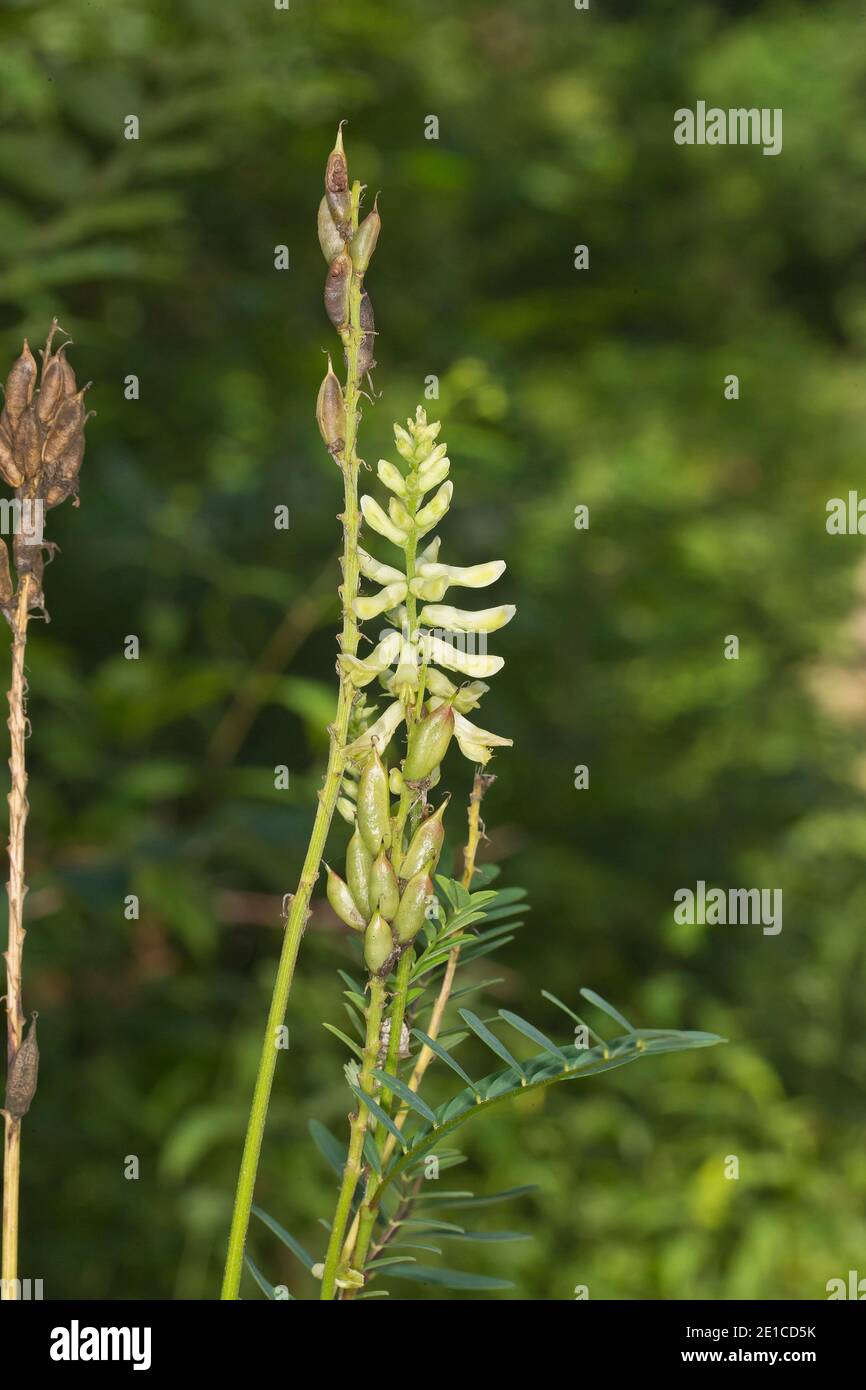 Milk Vetch High Resolution Stock Photography and Images - Alamy