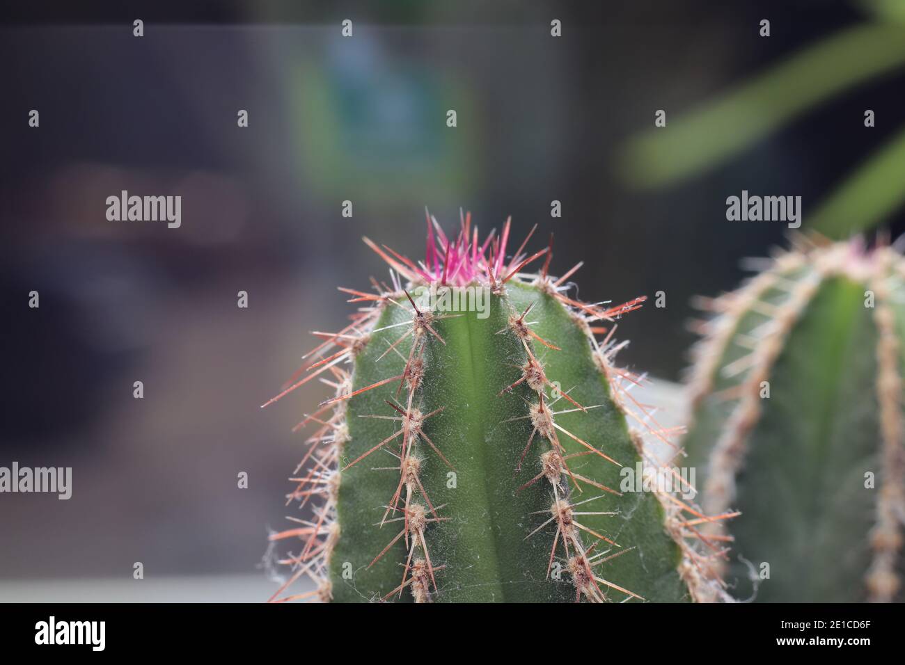 close up of a blooming cactus Stock Photo