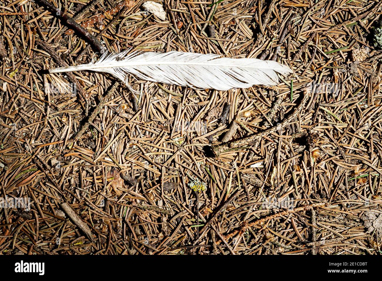 White feather on a pine forest ground. Detailed close up view on a