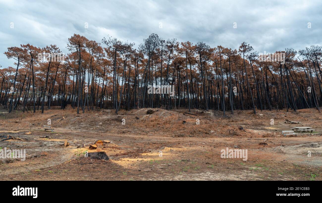 The Chiberta forest a few weeks after the fire, in France Stock Photo