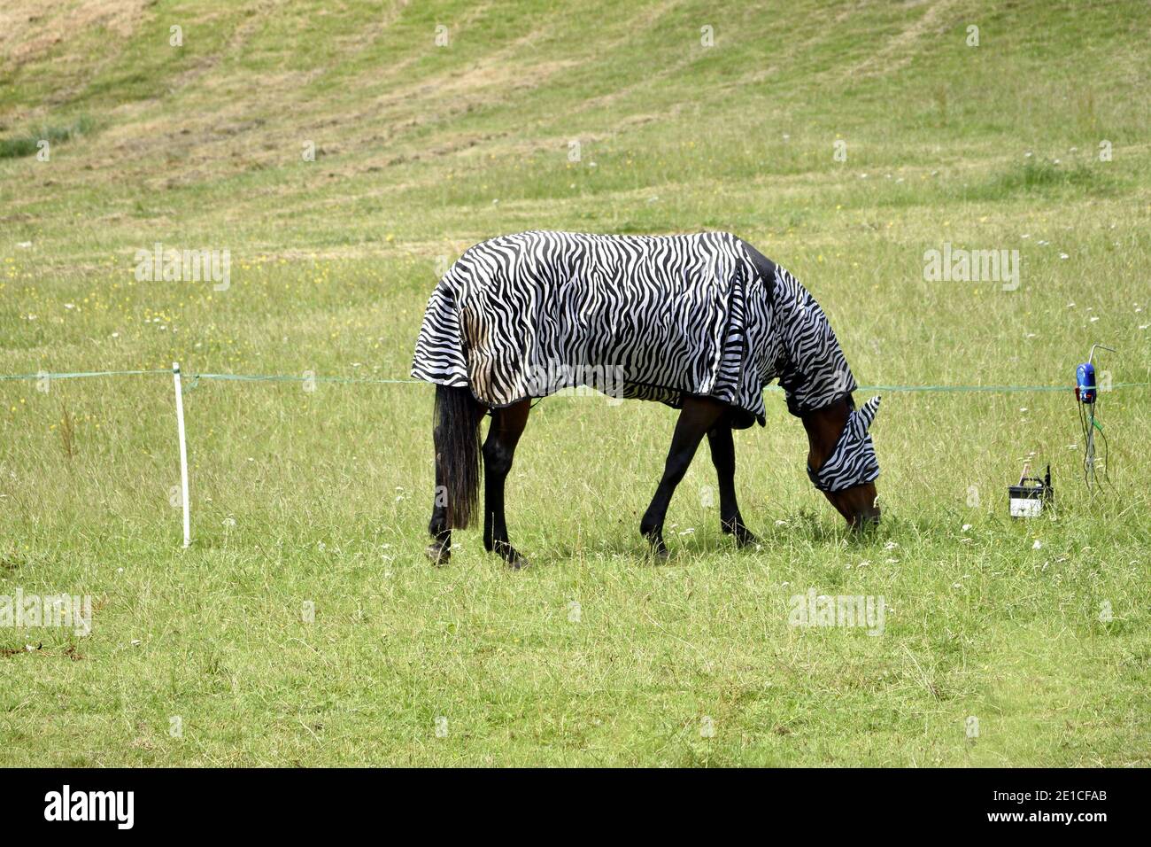 Electric fence horse paddock hires stock photography and images Alamy