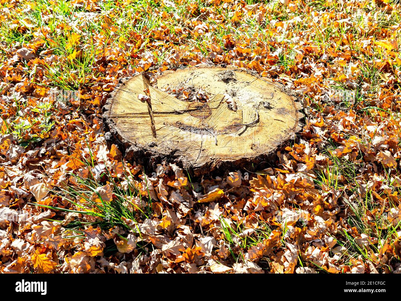 Tree stump in the forest among the fallen autumn leaves Stock Photo - Alamy