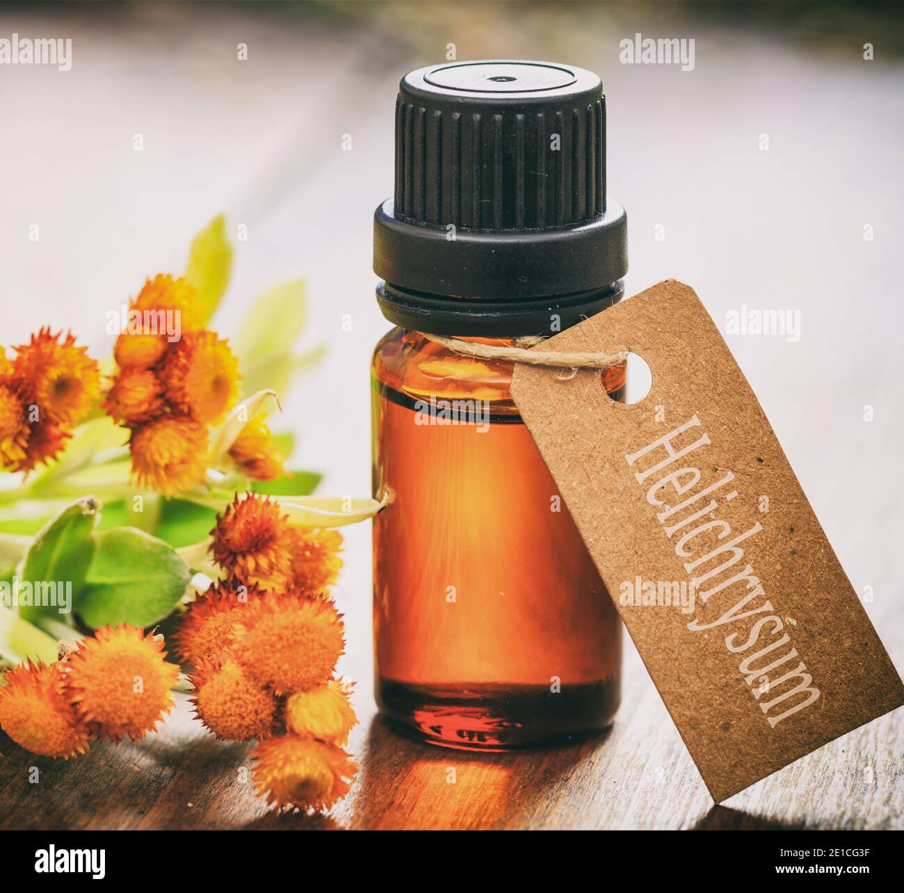 Helichrysum essential oil, fresh leaves and blossoms on wooden background. Helichrysum orientale herb, also known as everlasting and immortelle Stock Photo