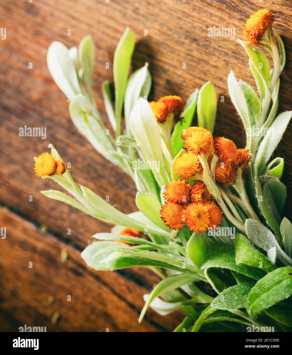 Fresh helichrysum leaves and blossoms on wooden background, closeup view. Helichrysum orientale herb, also known as everlasting and immortelle Stock Photo