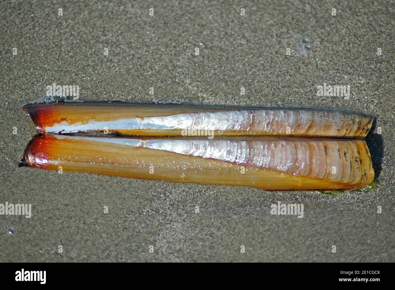 Pod Razor shell (Ensis siliqua) on West Wittering Beach, Chichester, West Sussex, England, UK. Eight, 8 inches, 20 centimetres, cms, long, and   one i Stock Photo