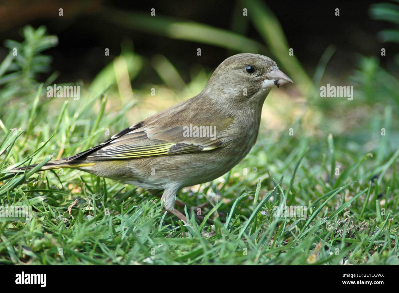 Female Greenfinch (Carduelis chloris) standing in grass, West Sussex Coastal Plain, Chichester Plain,  England, UK. Spring. 5 3/4 inches or 14.5 cms. Stock Photo