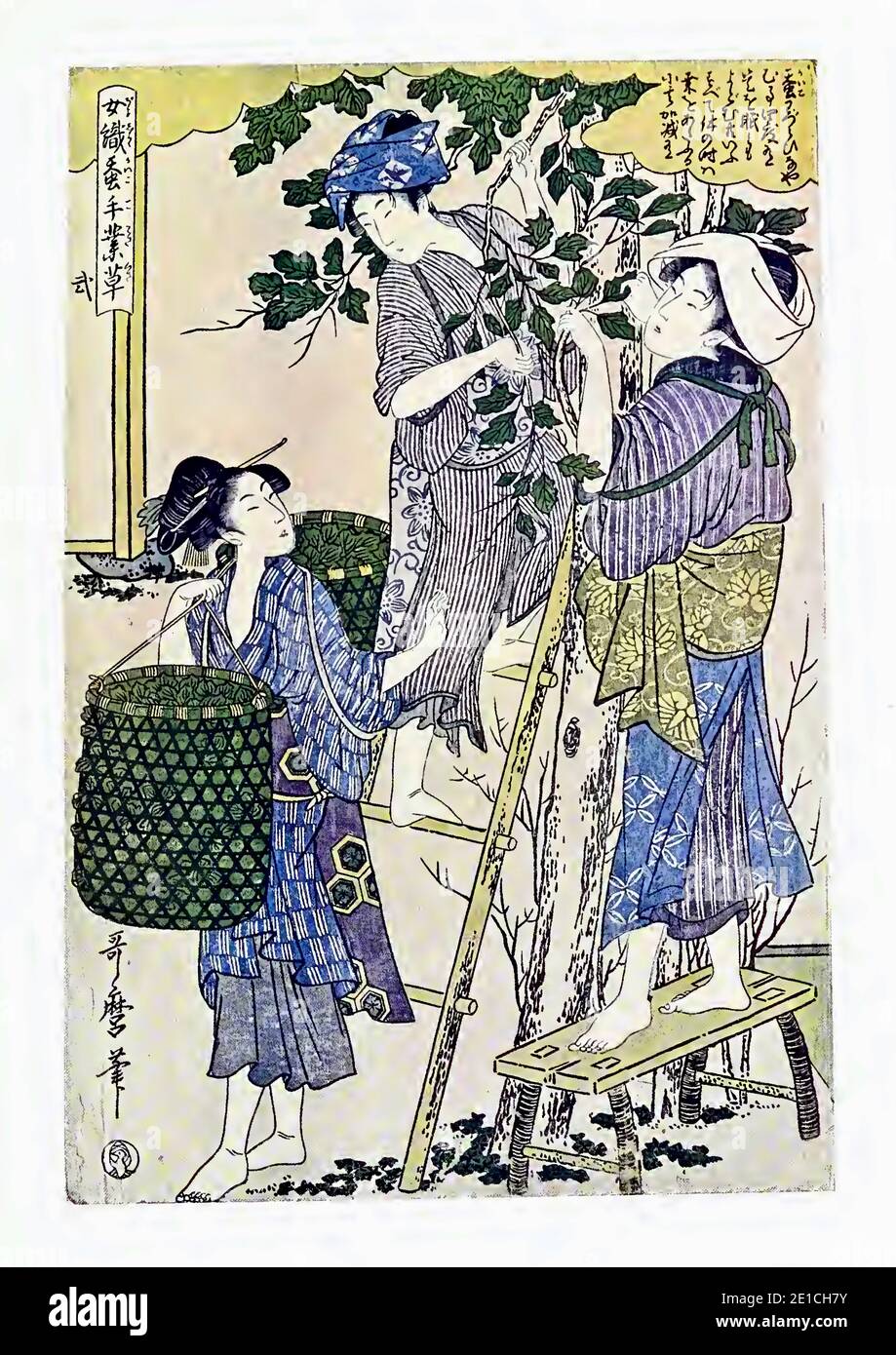 Kitagawa Utamaro vintage print from the 1700's entitled Women Engaged in the Sericulture Industry, No.2 or Girls Gathering Mulberry Leaves. Stock Photo