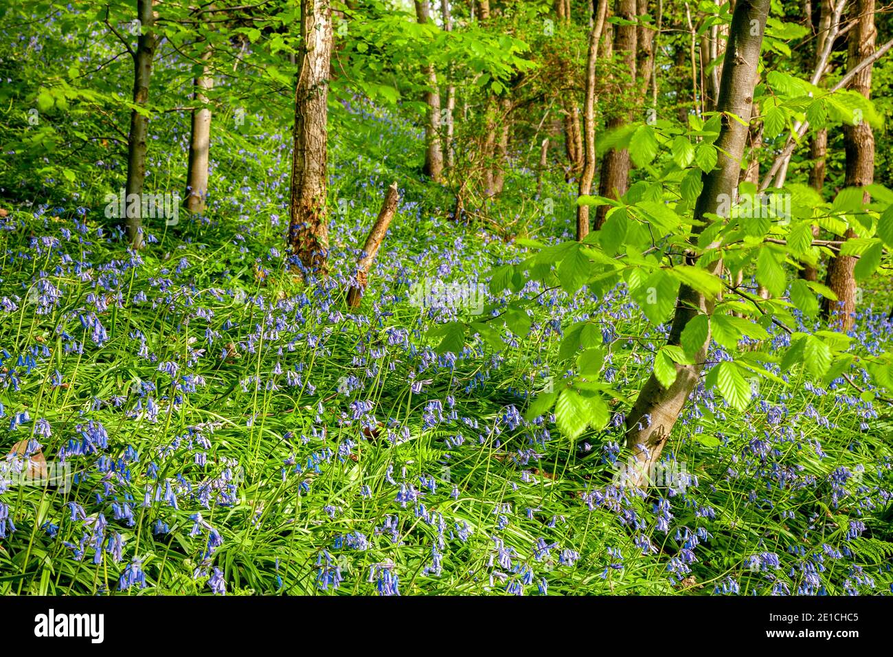 Bluebells and trees in spring Stock Photo