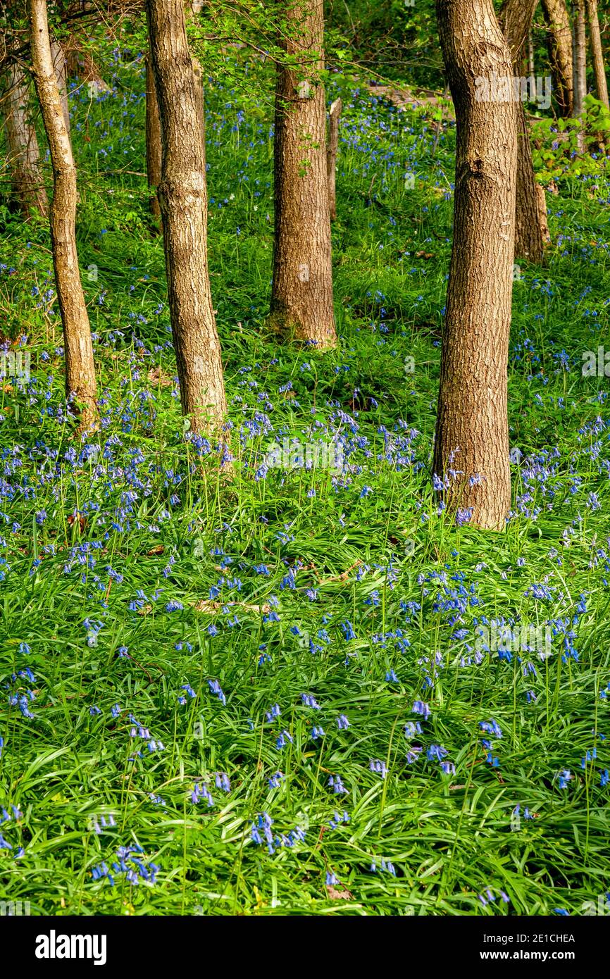 Bluebells and trees in spring Stock Photo
