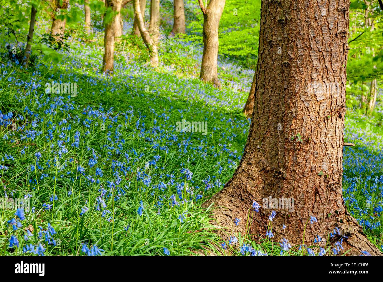 Bluebells and trees in spring Stock Photo