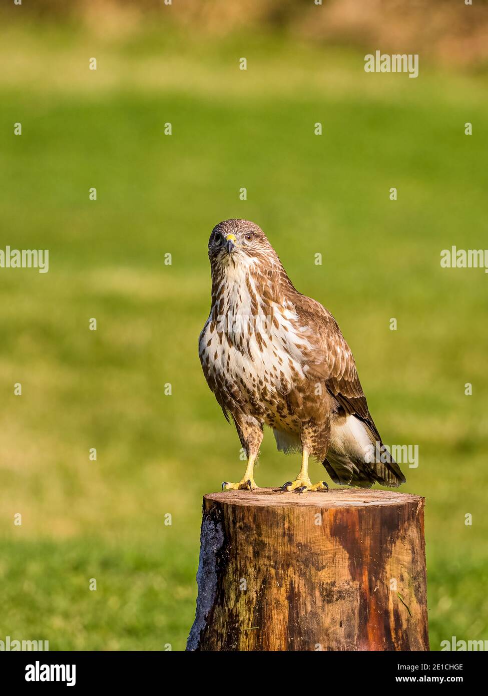 Common buzzard in winter in mid Wales Stock Photo