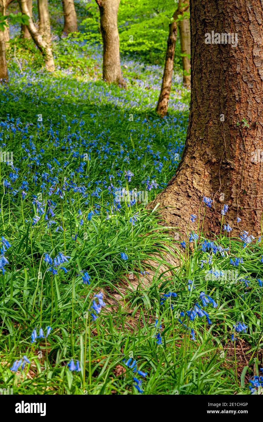 Bluebells and trees in spring Stock Photo