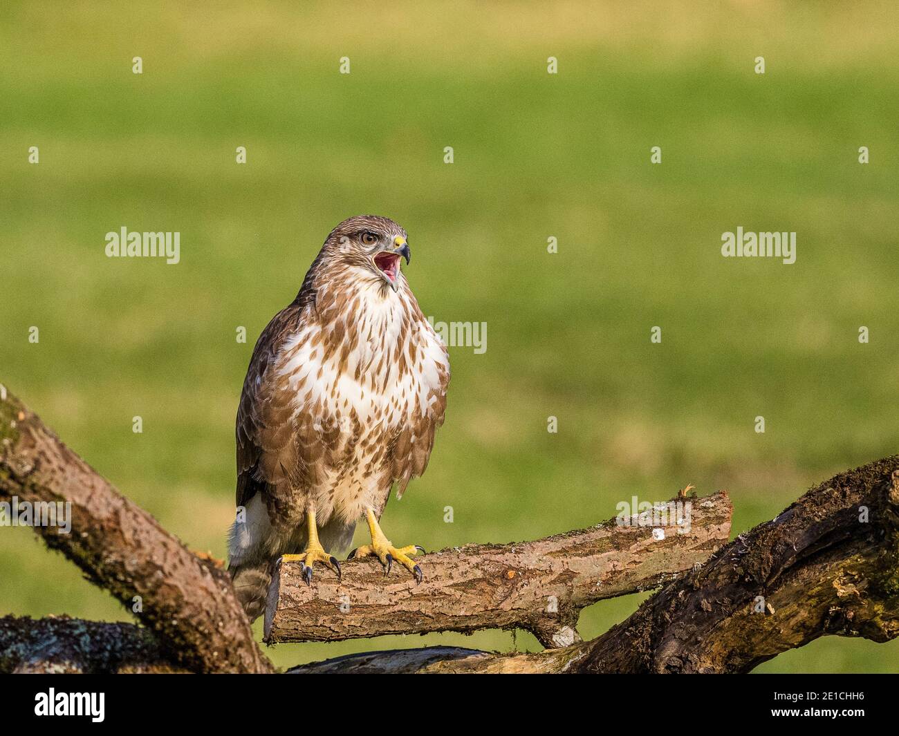 Common buzzard in winter in mid Wales Stock Photo
