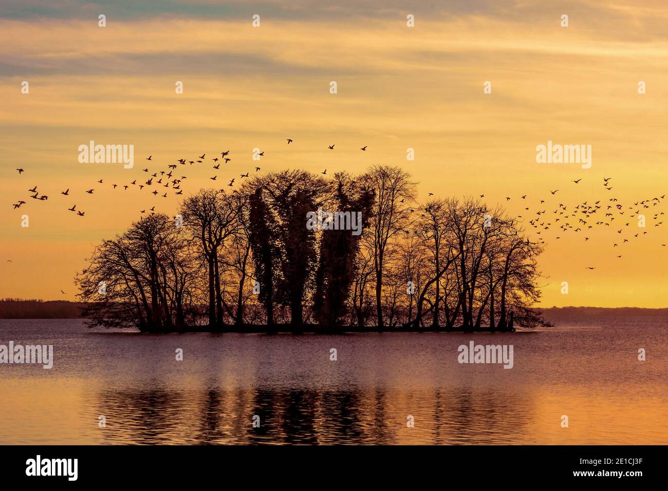 A flock of birds overflown a small island in Great Plön Lake, Germany. Cormorants use this space as a place to sleep and rest. Stock Photo