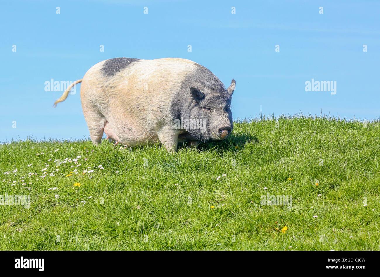 A gray piebald pot-bellied pig (Suidae) stands on a dike in East Frisia, part of a farm. Stock Photo