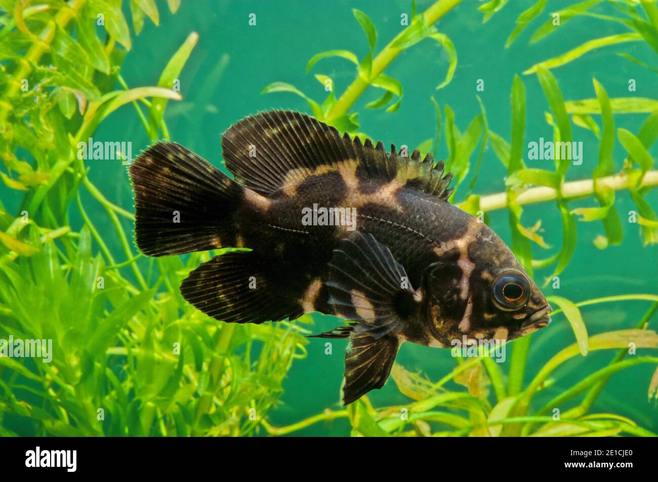 The oscar (Astronotus ocellatus) is a species of fish from the cichlid family known under a variety of common names, including tiger oscar, velvet cic Stock Photo