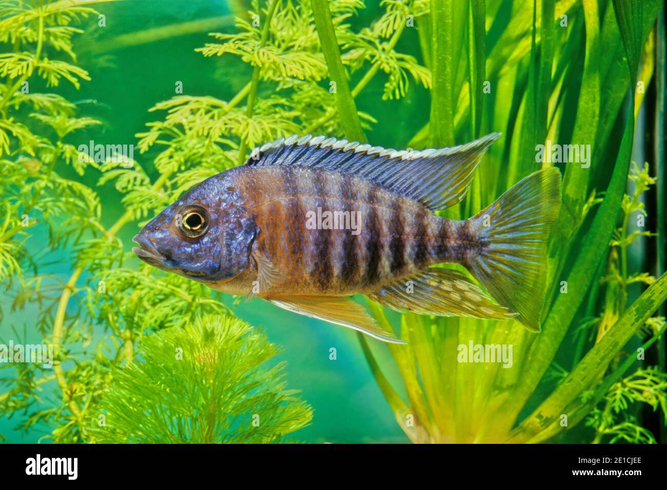 Aulonocara nyassae, known as the emperor cichlid, is a species of haplochromine Cichlid that is endemic to Lake Malawi in Africa. Stock Photo