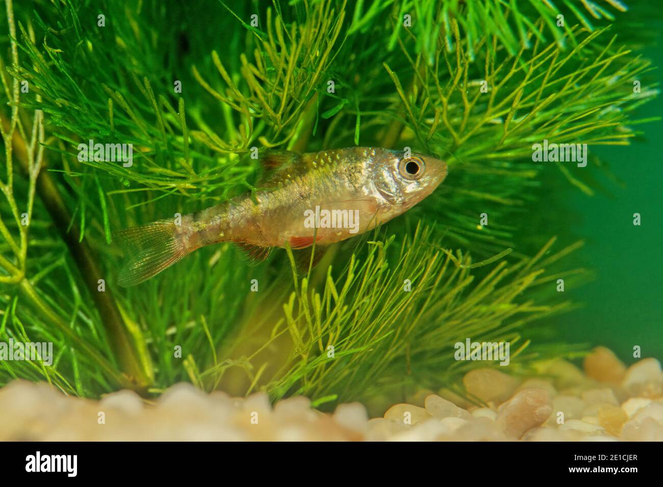 The fiveband barb (Desmopuntius pentazona) is a species of cyprinid freshwater fish from Southeast Asia. Stock Photo