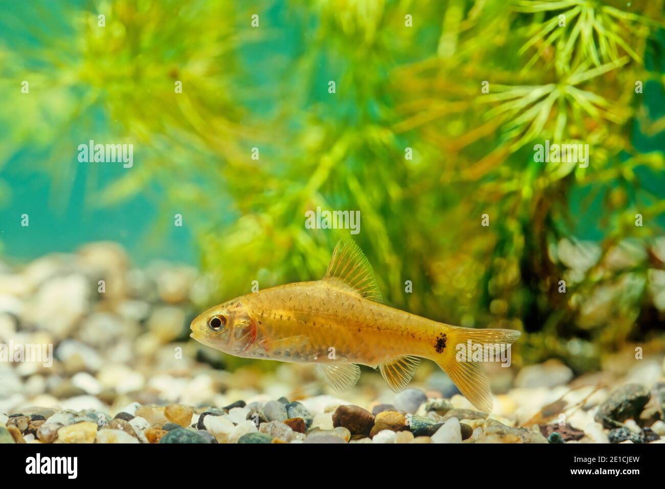 The goldfinned barb (Barbodes semifasciolatus sachsii) is a subspecies of ray-finned fish in the genus Barbodes. Stock Photo