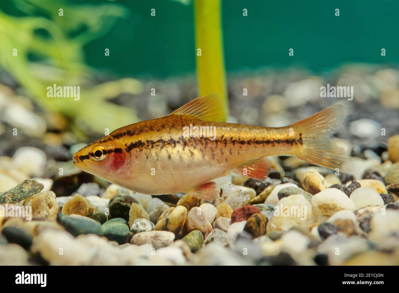 The cherry barb (Puntius titteya) is a tropical freshwater fish belonging to the family Cyprinidae. Stock Photo