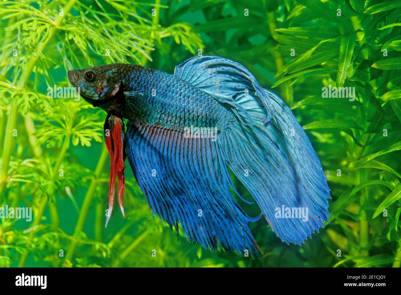 The Siamese fighting fish Betta splendens also known as the