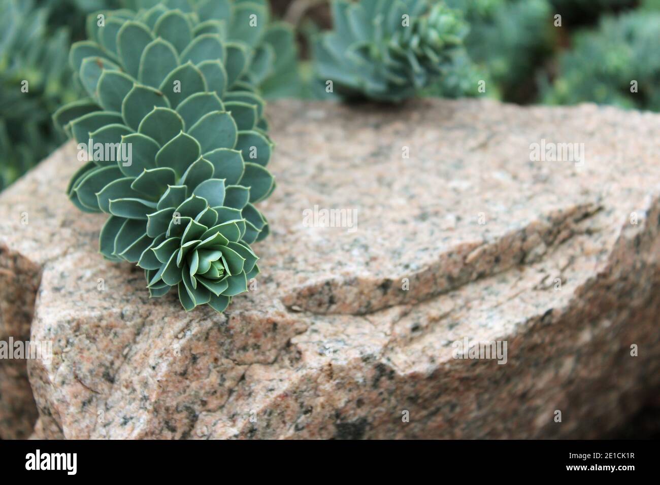 Green wild succulent plant growing on stone marble background Stock Photo