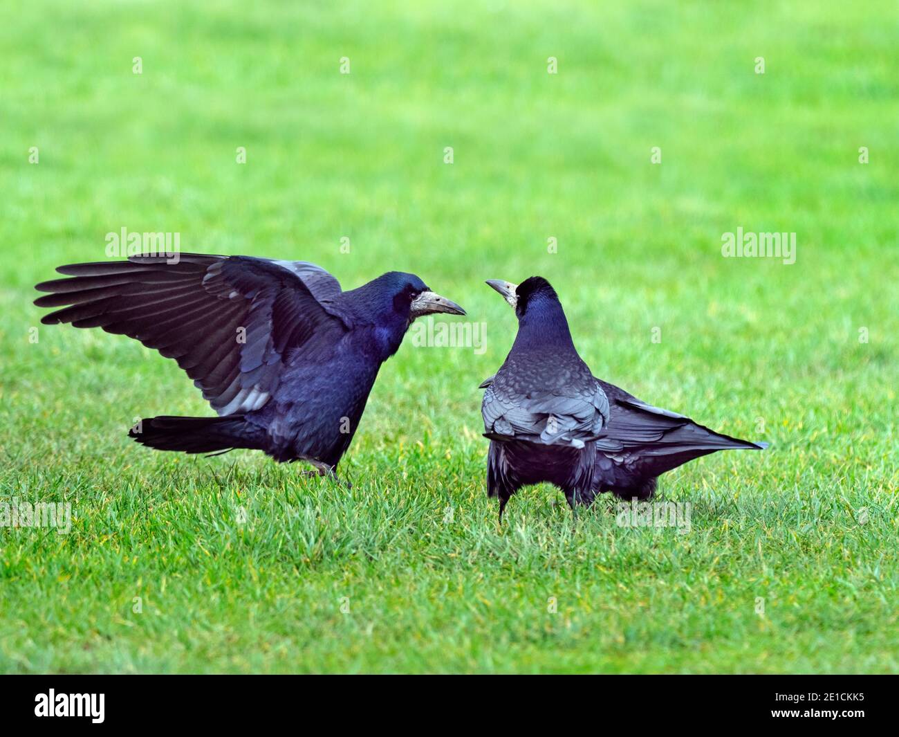 Rook Corvus frugilegus pair feeding in grassland East coast Norfolk Stock Photo