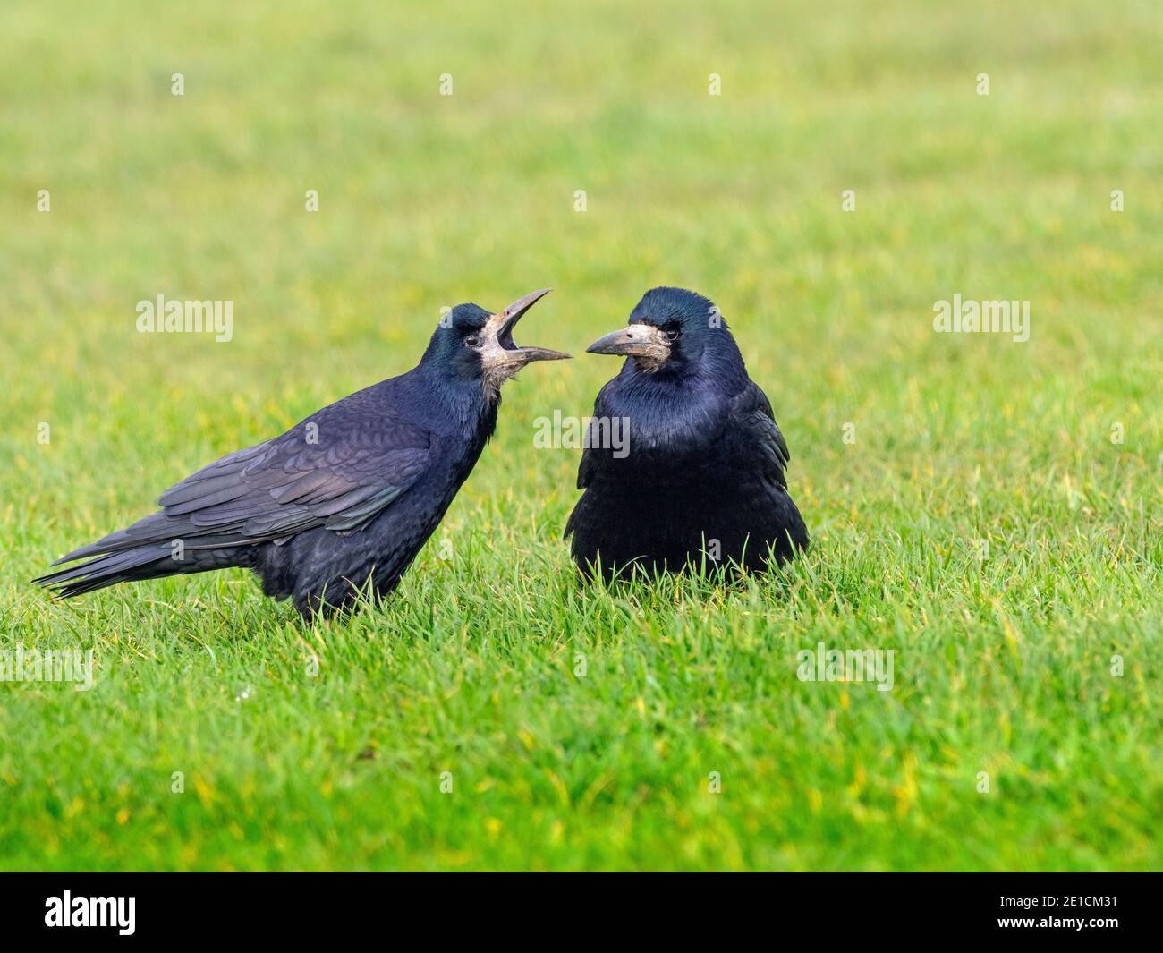 Rook Feeding High Resolution Stock Photography and Images - Alamy